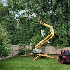 Best Tree Maintenance Programs  in West New York, NJ