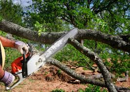 Best Tree Mulching  in West New York, NJ