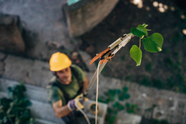 Best Commercial Tree Services  in West New York, NJ