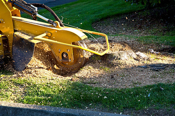 Best Lawn Disease Treatment  in West New York, NJ