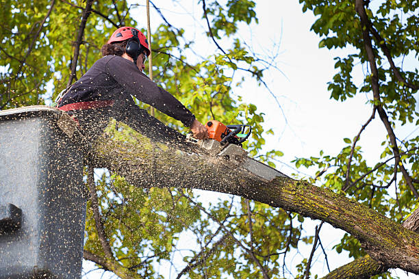 Best Lawn Pest Prevention  in West New York, NJ